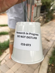 Liquidambar styraciflua