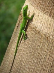 Anolis garmani