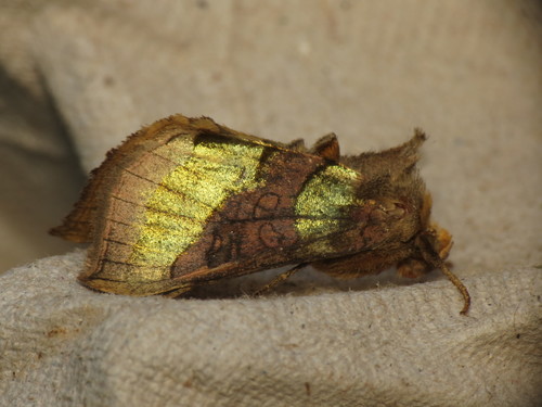 Burnished Brass