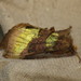 Diachrysia chrysitis - Photo (c) Donald Hobern, μερικά δικαιώματα διατηρούνται (CC BY)