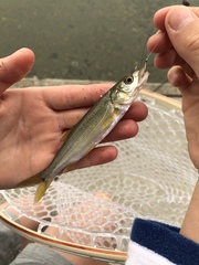 Ptychocheilus oregonensis