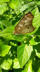 Anartia jatrophae