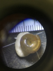 Ventridens collisella