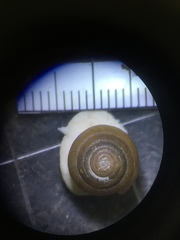 Ventridens collisella