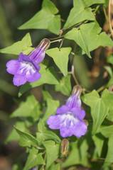 Maurandya scandens