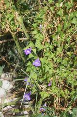 Maurandya scandens