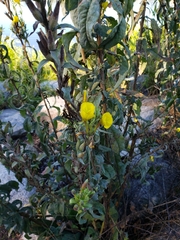 Oenothera biennis