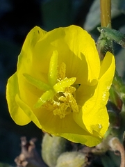 Oenothera biennis