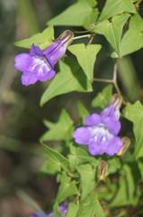 Maurandya scandens