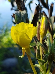 Oenothera biennis
