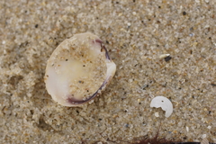 Katelysia rhytiphora