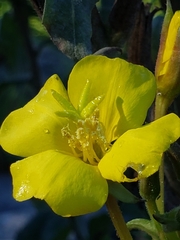 Oenothera biennis