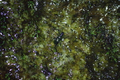 Odontochilina