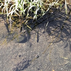 Pseudogobio esocinus