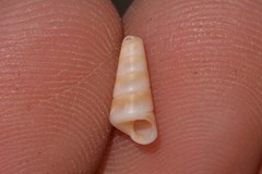 Colpospira guillaumei