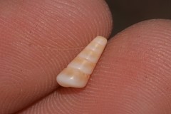 Colpospira guillaumei