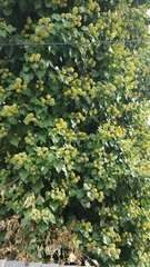 Hedera helix