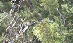 Campylorhynchus jocosus