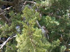 Campylorhynchus jocosus