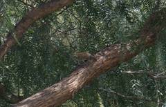 Campylorhynchus jocosus