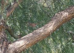 Campylorhynchus jocosus