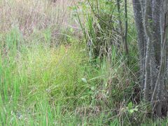 Isolepis distigmatosa