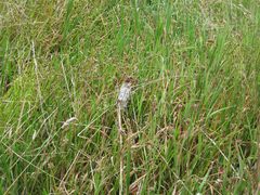 Isolepis distigmatosa