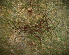 Goniosoma roridum