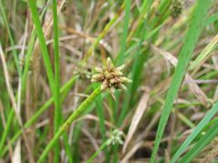 Isolepis distigmatosa