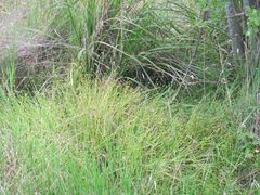 Isolepis distigmatosa