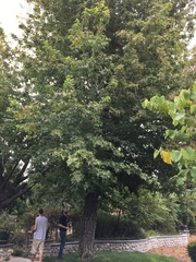 Liquidambar styraciflua