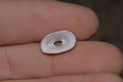 Amblychilepas nigrita