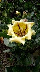 Solandra