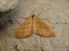 Idaea ochrata
