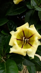 Solandra