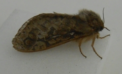 Wiseana cervinata