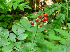 Actaea rubra rubra