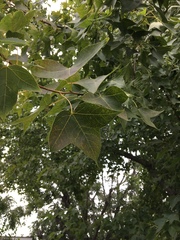 Liquidambar styraciflua