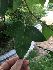 Liquidambar styraciflua