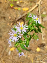Symphyotrichum
