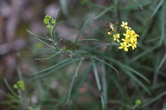 Senecio linearifolius linearifolius