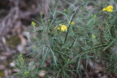 Senecio linearifolius linearifolius