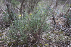 Senecio linearifolius linearifolius