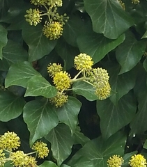 Hedera helix