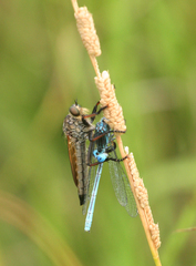 Paracercion plagiosum