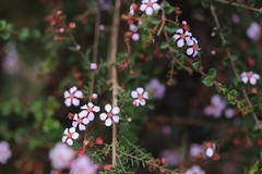 Euryomyrtus ramosissima ramosissima
