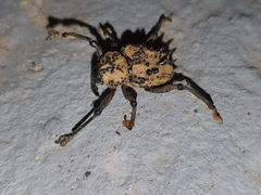 Ozopherus muricatus