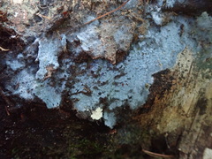 Byssocorticium atrovirens