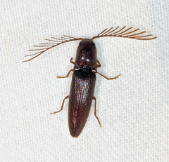 Dicrepidius palmatus