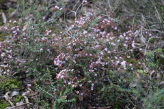 Euryomyrtus ramosissima ramosissima